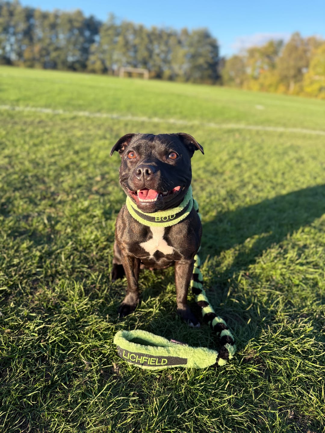 Customer photo review of Custom Collar & Lead Set
