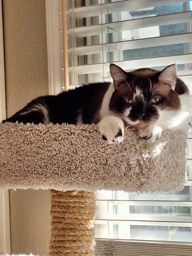 Customer photo review of 2x Blisso Advanced Cat Probiotic | Cat Probiotic for Diarrhea & Kidney Support