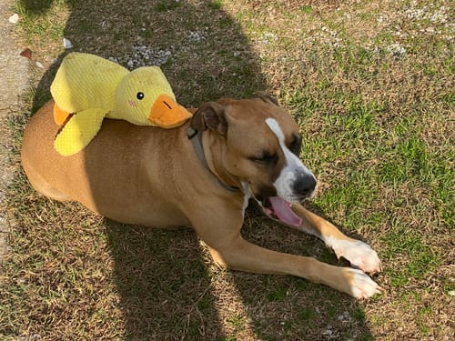 Customer photo review of Duck™ - Il Pupazzo Indistruttibile