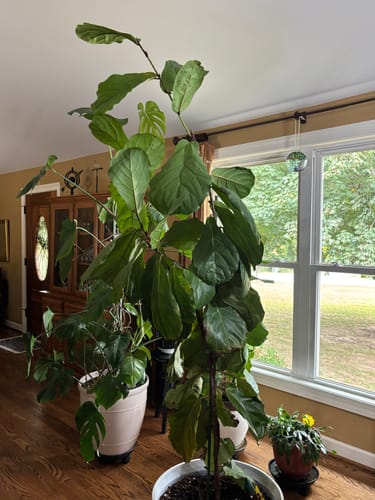 Customer photo review of Soil Refresh