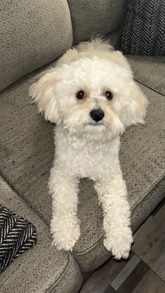 Customer photo review of [HOT SALE] 3-in-1 Pet Grooming Hair Dryer