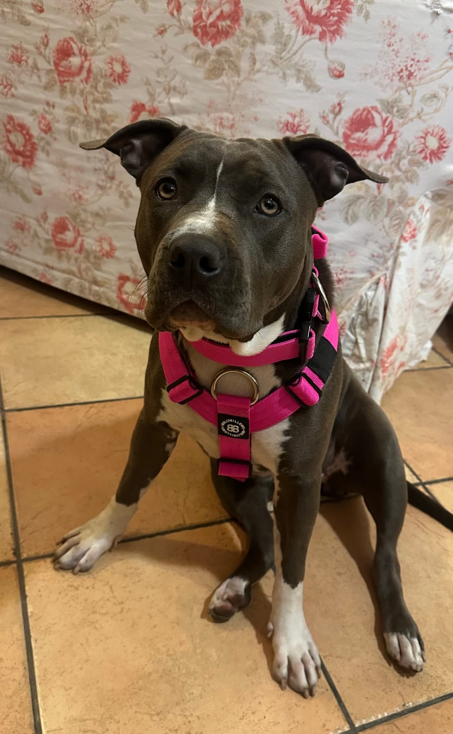 Customer photo review of Training Anti Pull TRI-Harness® | M-XL Breeds - Magenta