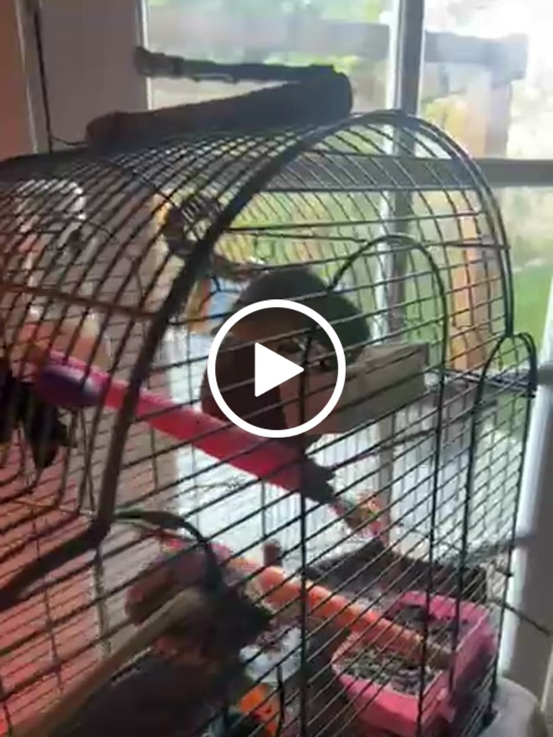 Customer video review of Bird Bites Freeze Dried Chop - Daily Fruits & Veggies, 5 Flavors to Choose From