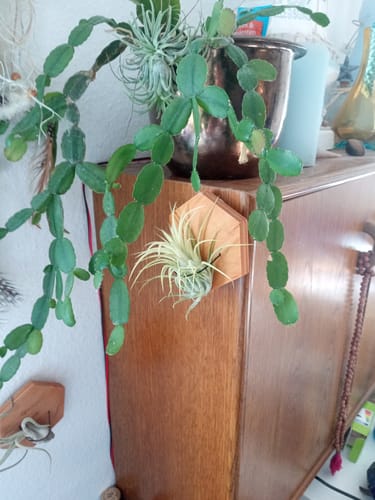 Customer photo review of Tillandsia Ionantha 'druid'