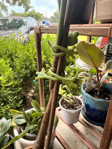 Customer photo review of Mamie-Frog® - Tuteur décoratif