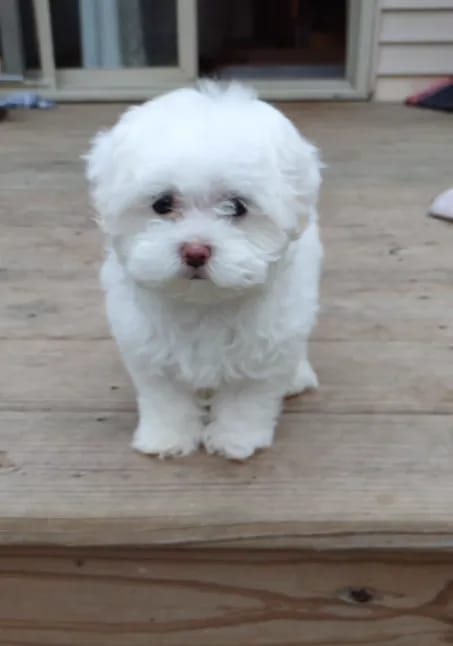 Customer photo review of [HOT SALE] 3-in-1 Pet Grooming Hair Dryer