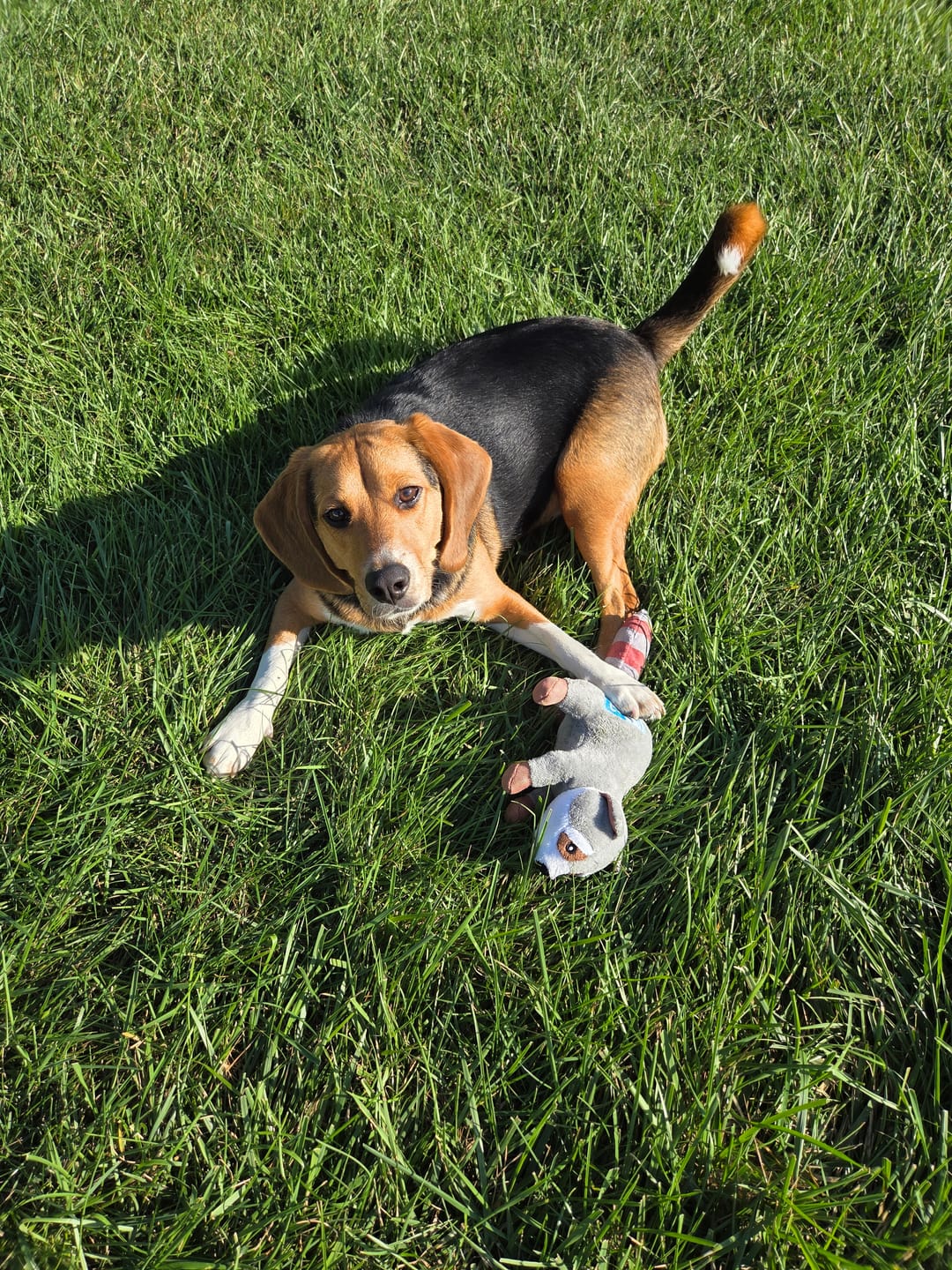 Customer photo review of Clean Earth Plush - 100% Sustainable