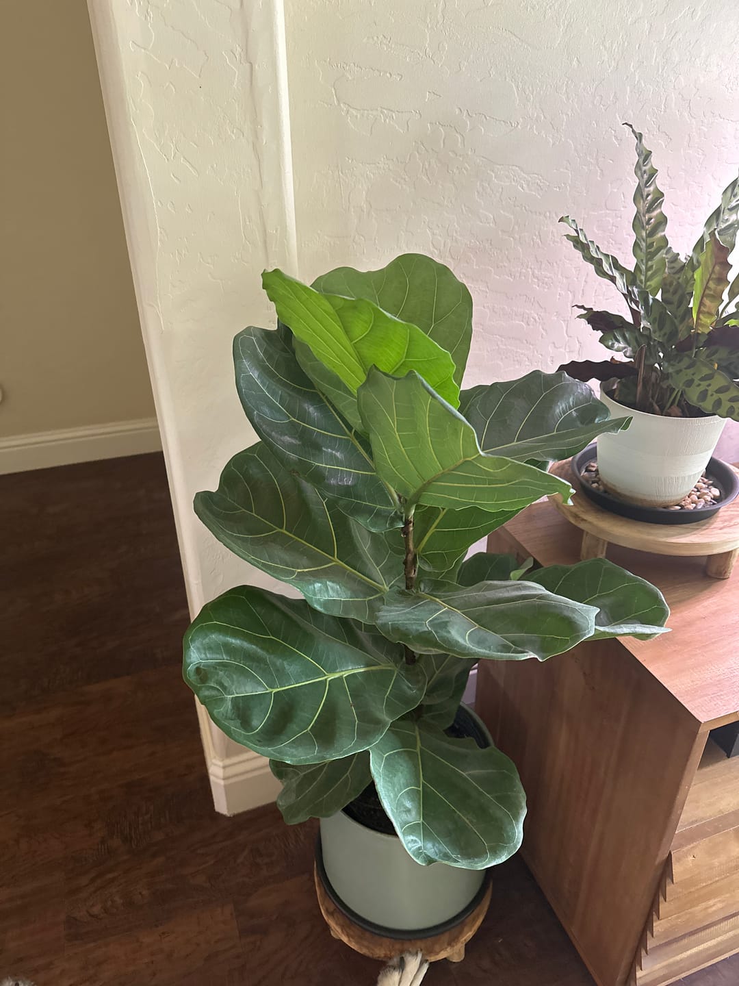 Customer photo review of FLF Boot Camp Guide | Free Download