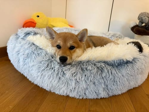 Pascal J. review of Lit Cocon Thérapeutique Pilcozy™️ image 1 out of 1