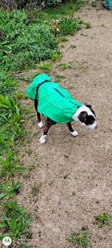 Customer photo review of Vimy & DryDogs Lightweight Waterproof Raincoat with Harness Hole Zip