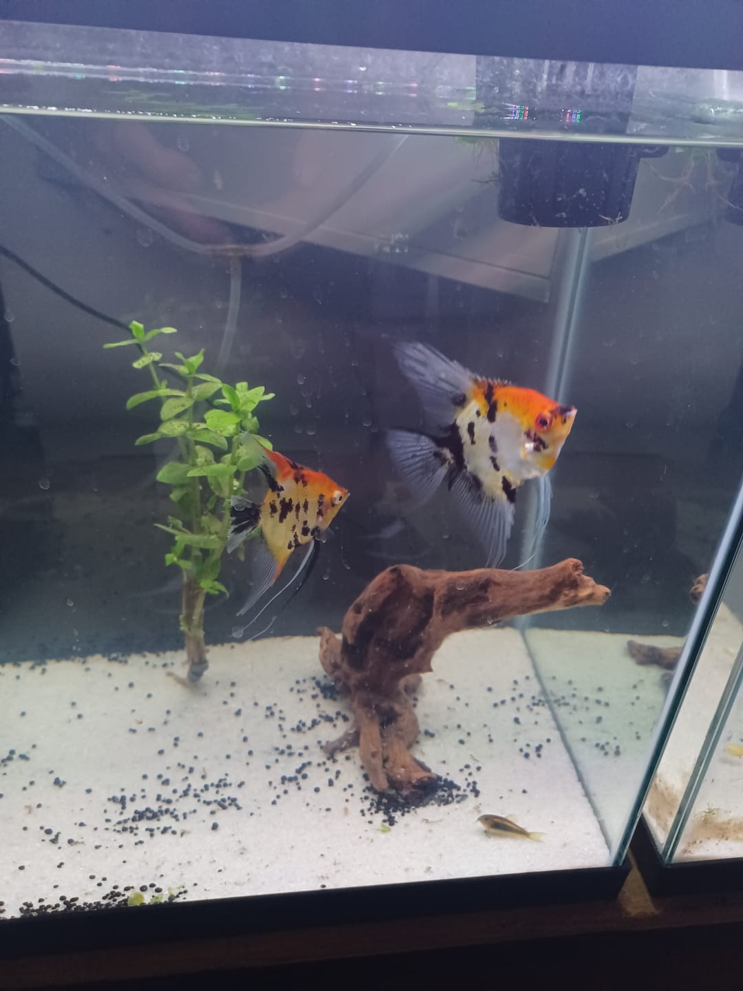 Customer photo review of Red Devil Angelfish