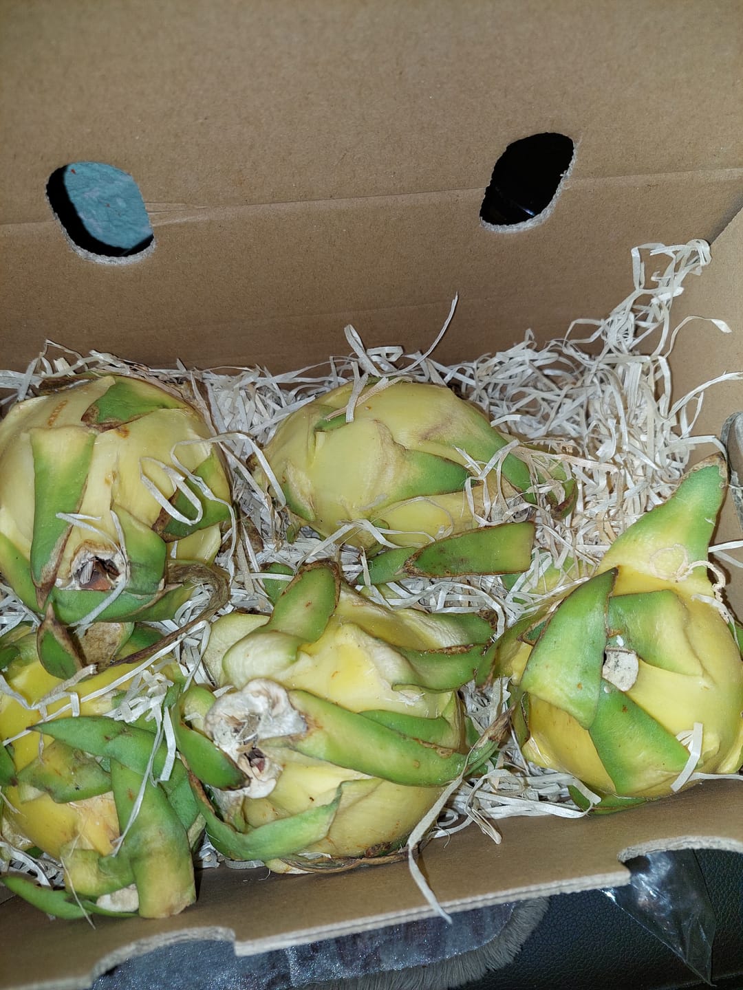 Customer photo review of Drachenfrucht gelb Bio Retterbox