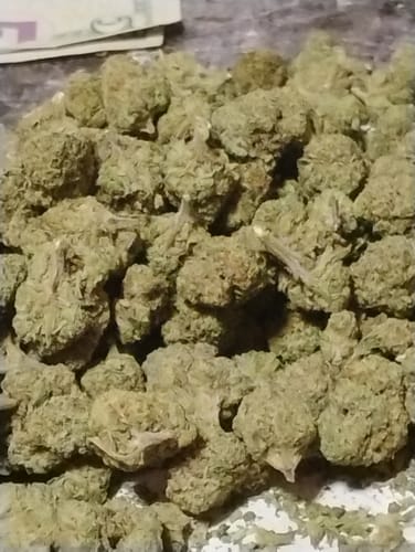 Customer photo review of Raspberry Kush - Bulk- Indica