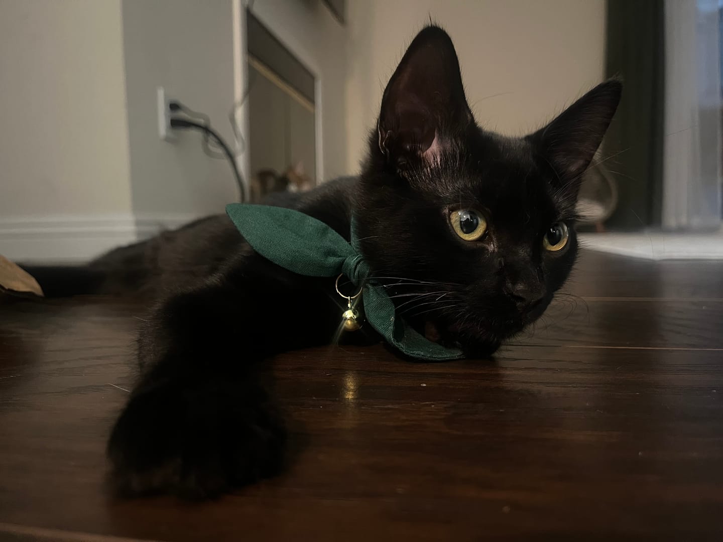 Customer photo review of Forest Green Bow Cat Collar