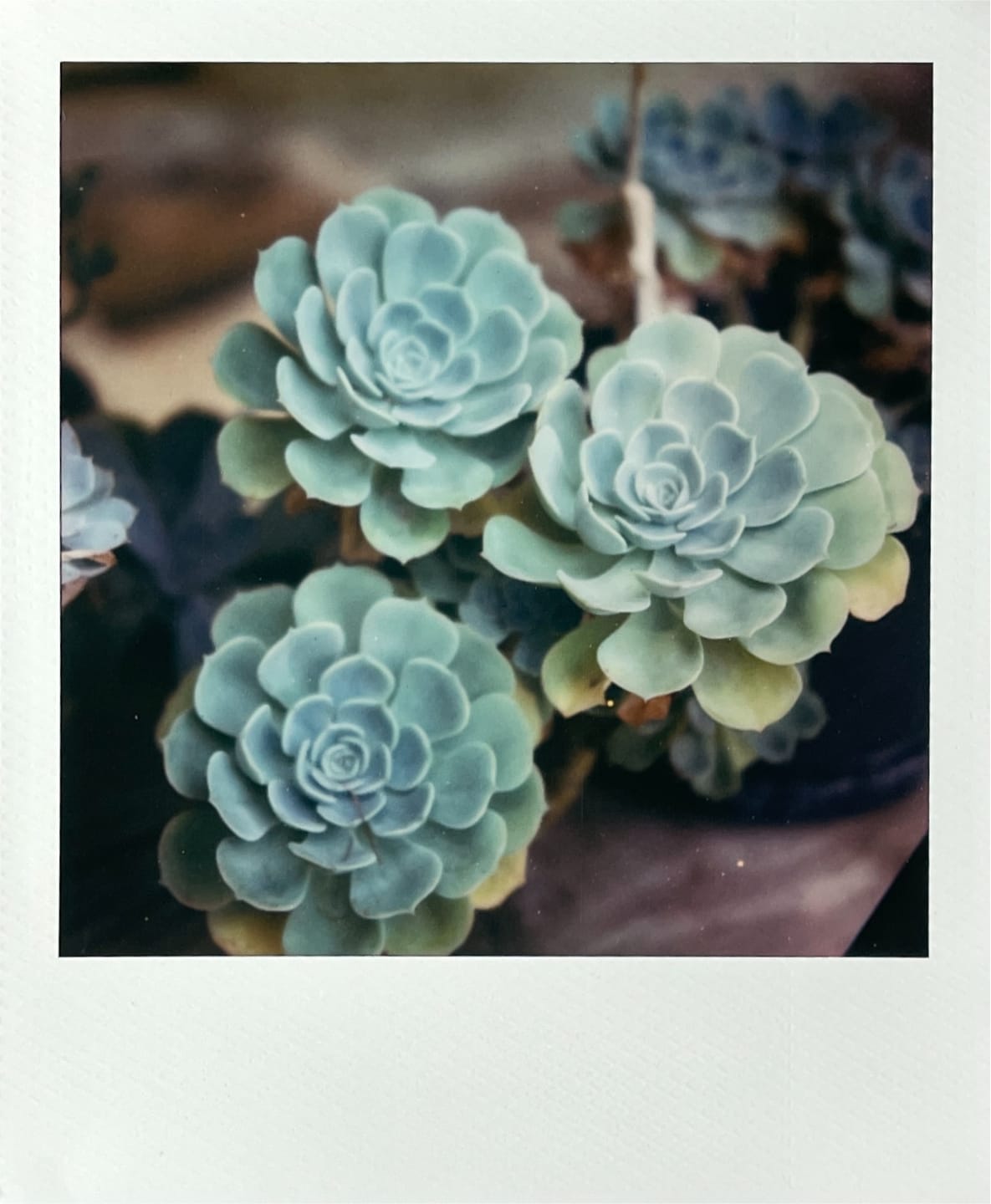 Customer photo review of Polaroid SX-70 Folding Camera Repair (Non-Autofocus Models)