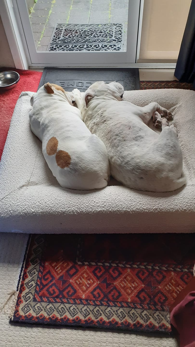Customer photo review of Orthopaedic Memory Foam Bed
