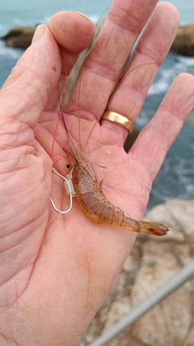 Customer photo review of Kanama Luminous Live Shrimp Hooks