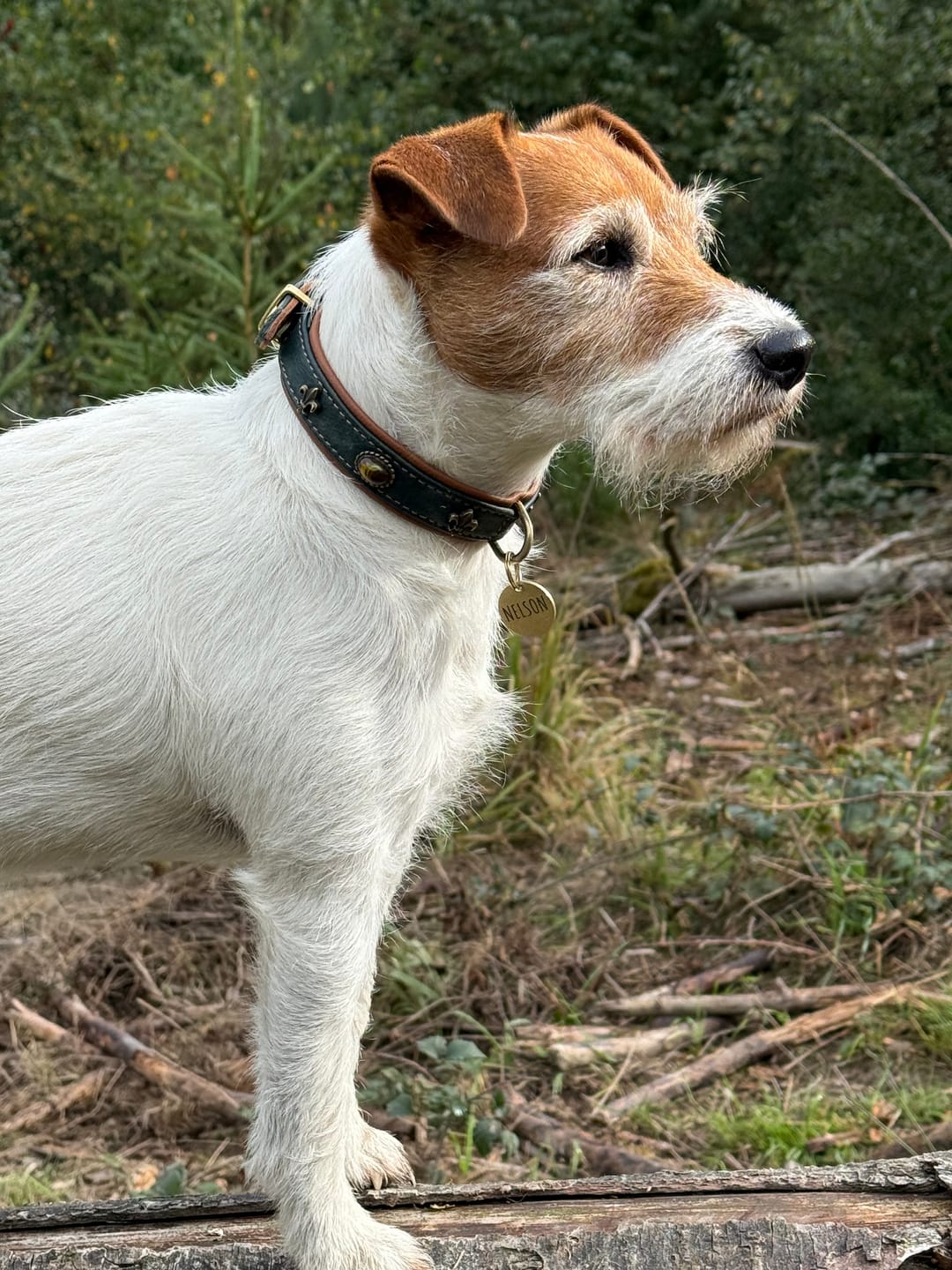 Customer photo review of Hundemarke mit Gravur, Name und Telefon personalisiert, rund, 25mm oder 30mm in verschiedenen Farben