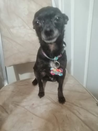 Customer photo review of Placa: Lava