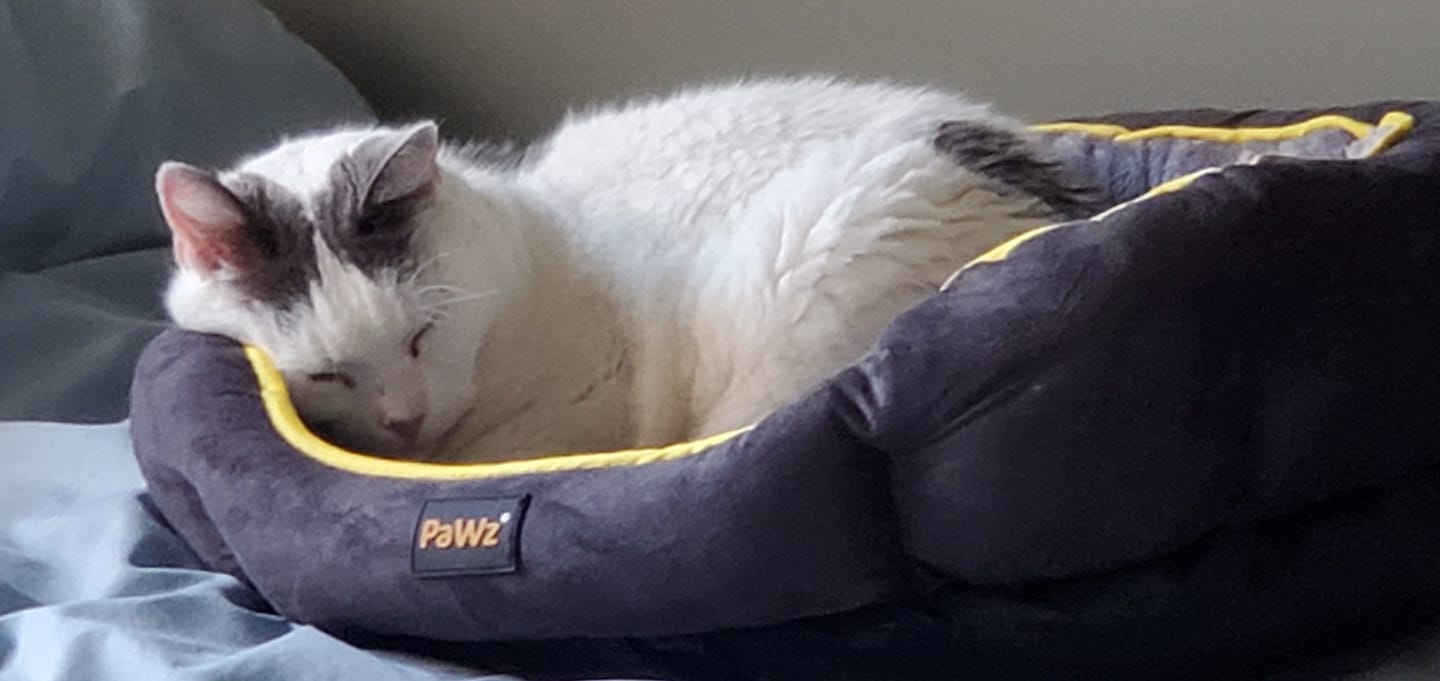 Customer photo review of Electric Pet Heater Bed Thermal Protection