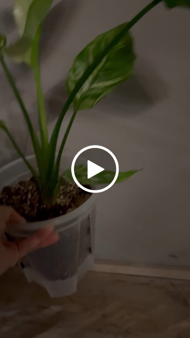 Customer video review of Clear Self-Watering Plant Pots
