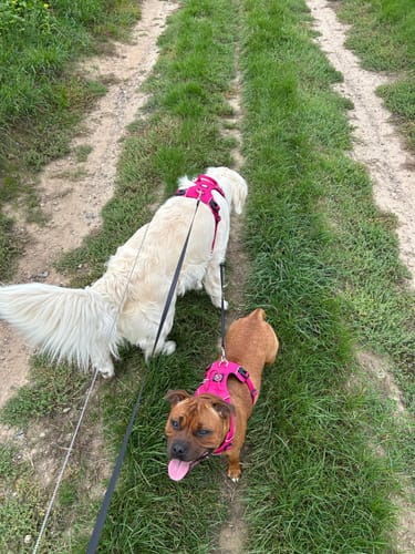 Customer photo review of Air Harness | Anti-Pull & With Handle - Carminerose