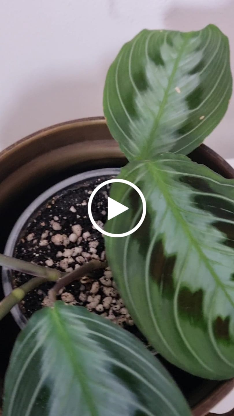Customer video review of Calathea & Maranta Mix