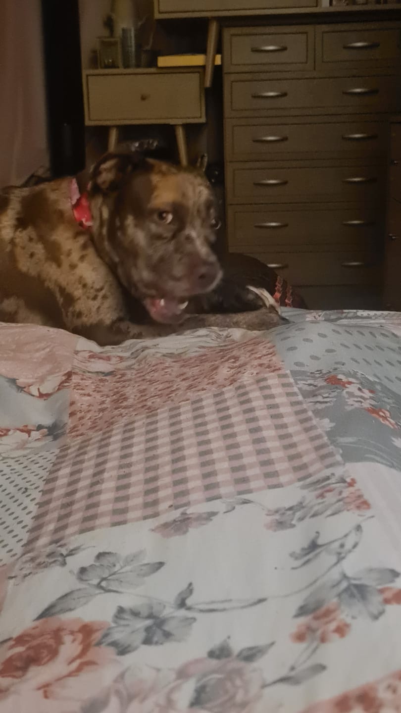 Customer photo review of Dog Treat Variety Bag - 10 Pieces