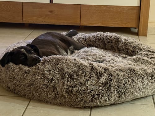 Customer photo review of Calming Pet Bed with Removable Cover