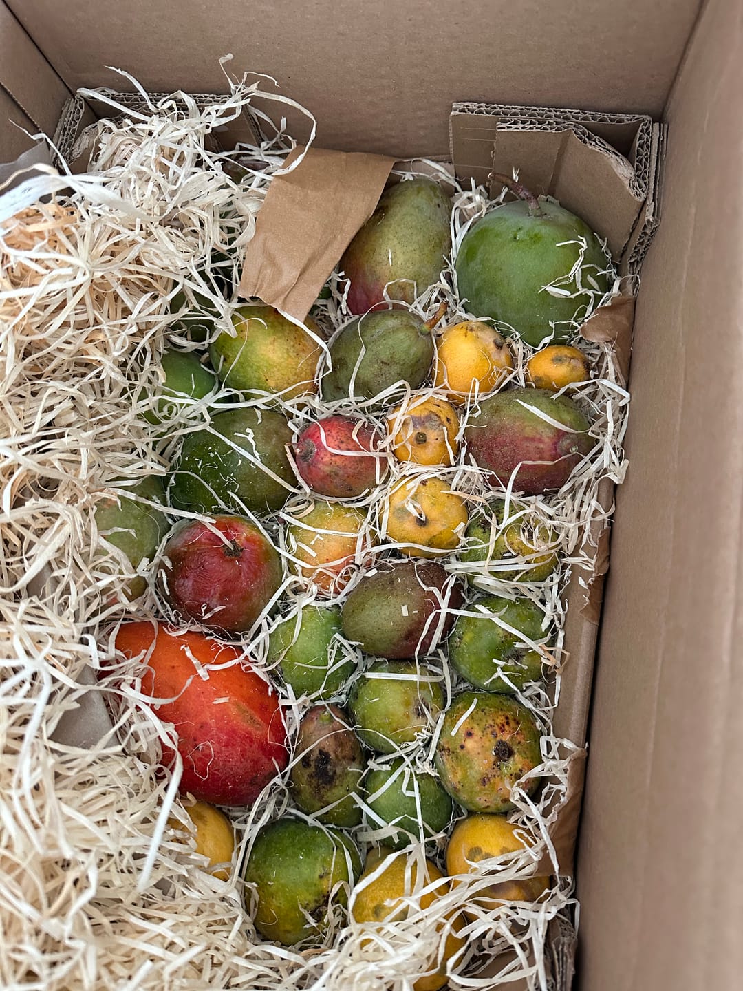Customer photo review of Baby-Mango Mix von Julian Retter-Box