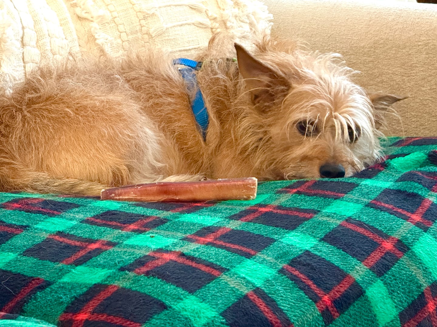 Customer photo review of 6 Inch Standard 31 Pack - Bully Sticks