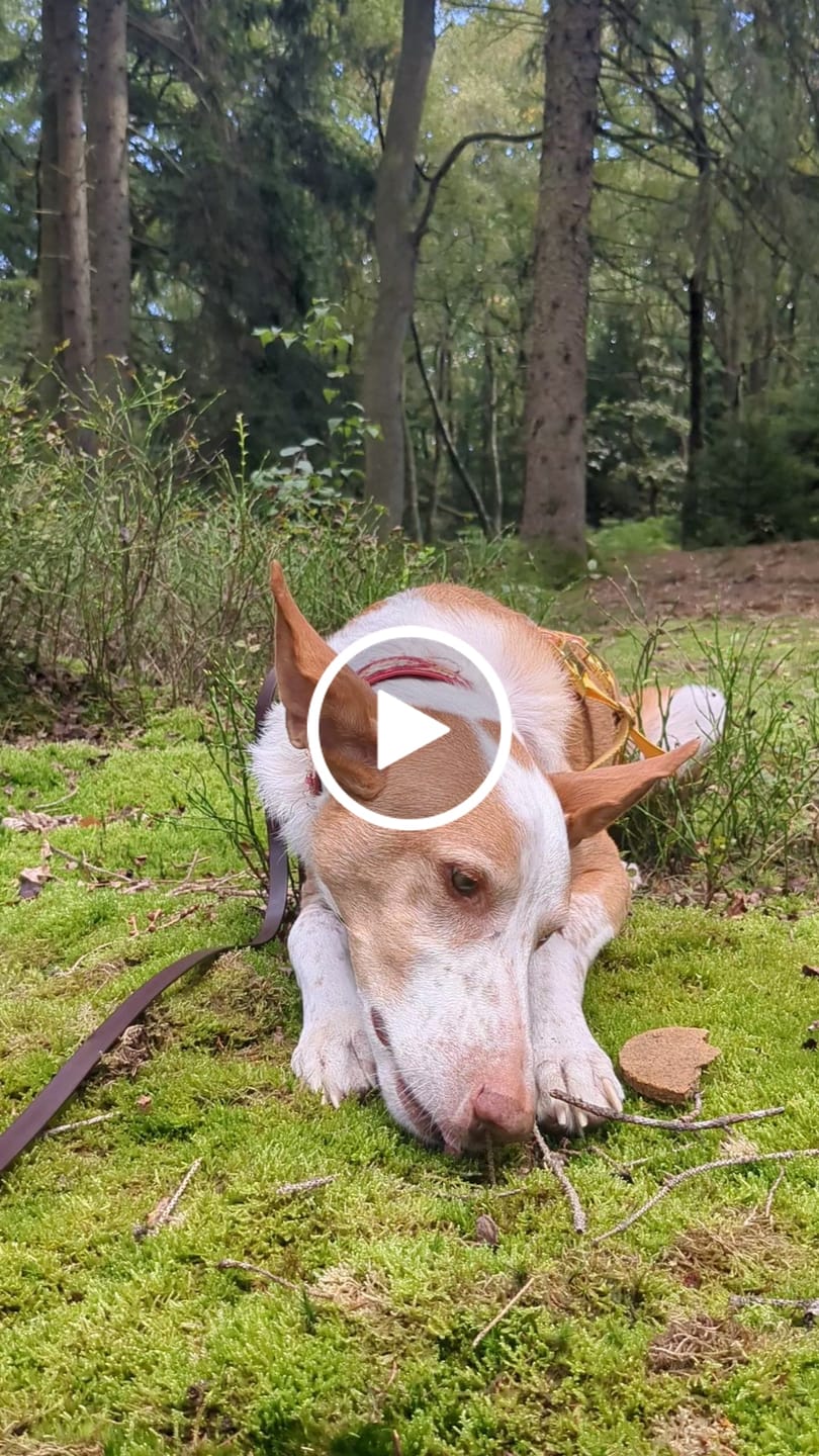 Customer video review of Magische Mr. Pooh | Vitaliteitskoek XXL per 4
