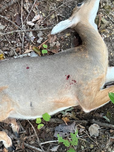 Customer photo review of Aluminum Broadheads