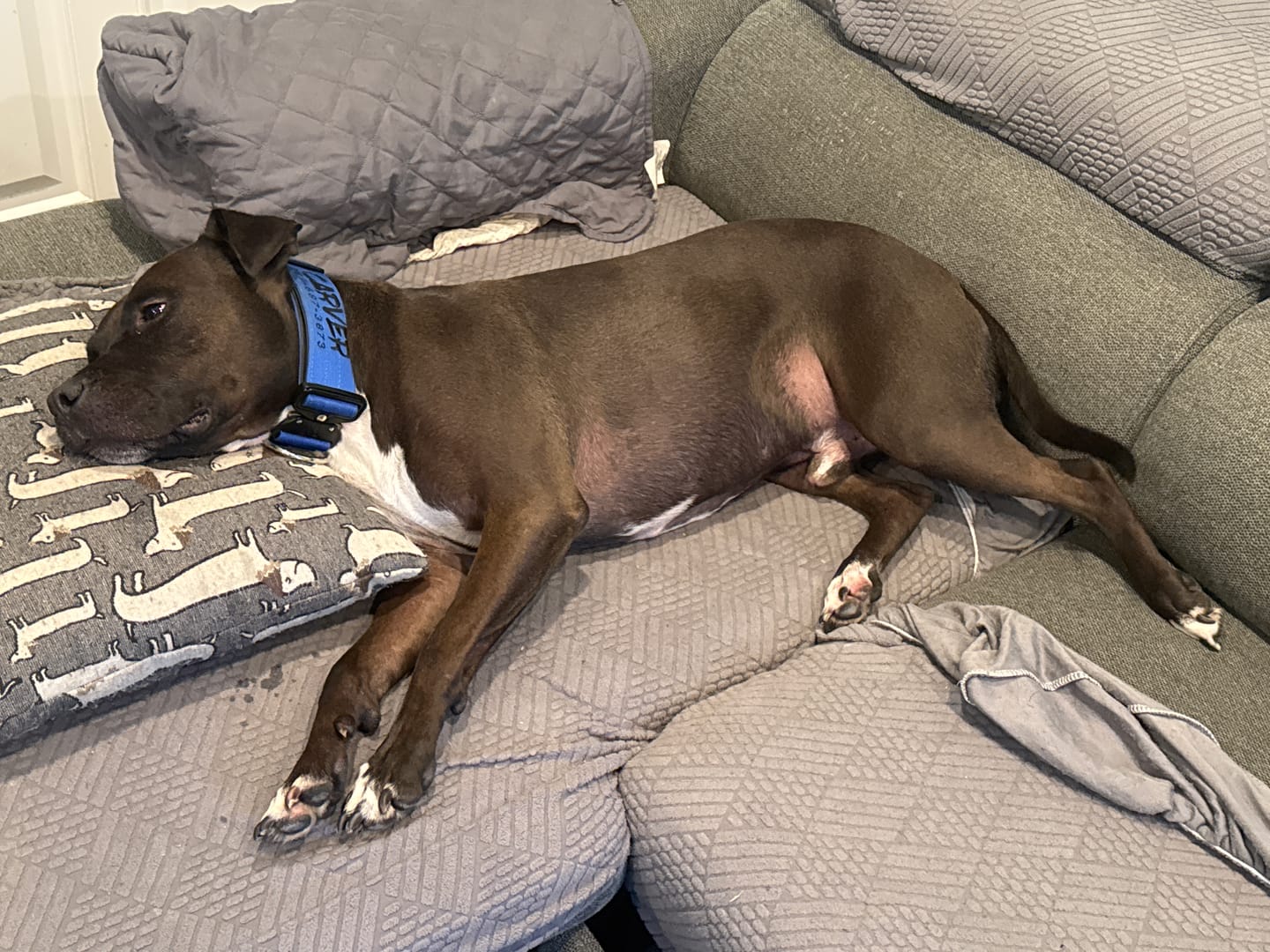 Customer photo review of 2" Tactik Dog Collar - Cobalt
