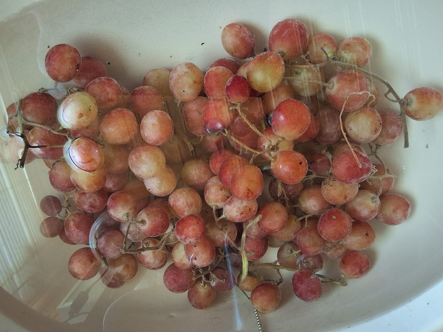 Customer photo review of Bio Trauben Red Globe von Filippo aus Sizilien Aktionspreis %