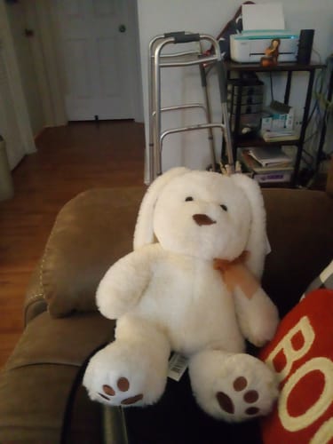 Customer photo review of 1x Blisso Advanced Cat Probiotic