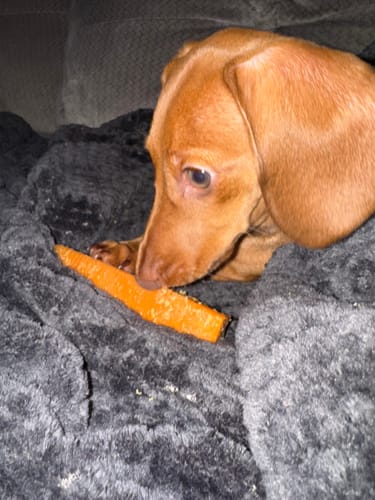 Customer photo review of Pumpkin Yak Chews