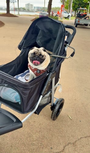 Customer photo review of Pet Dog Stroller Pram - Black