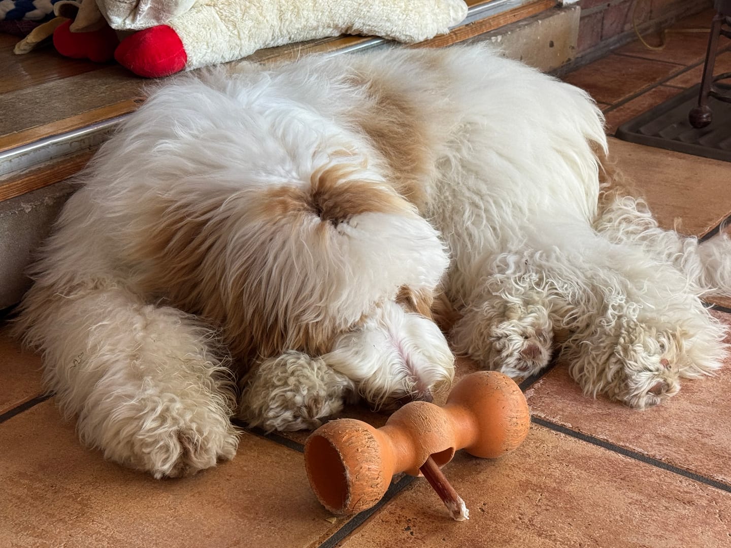 Customer photo review of 6 Inch Monster Bully Stick