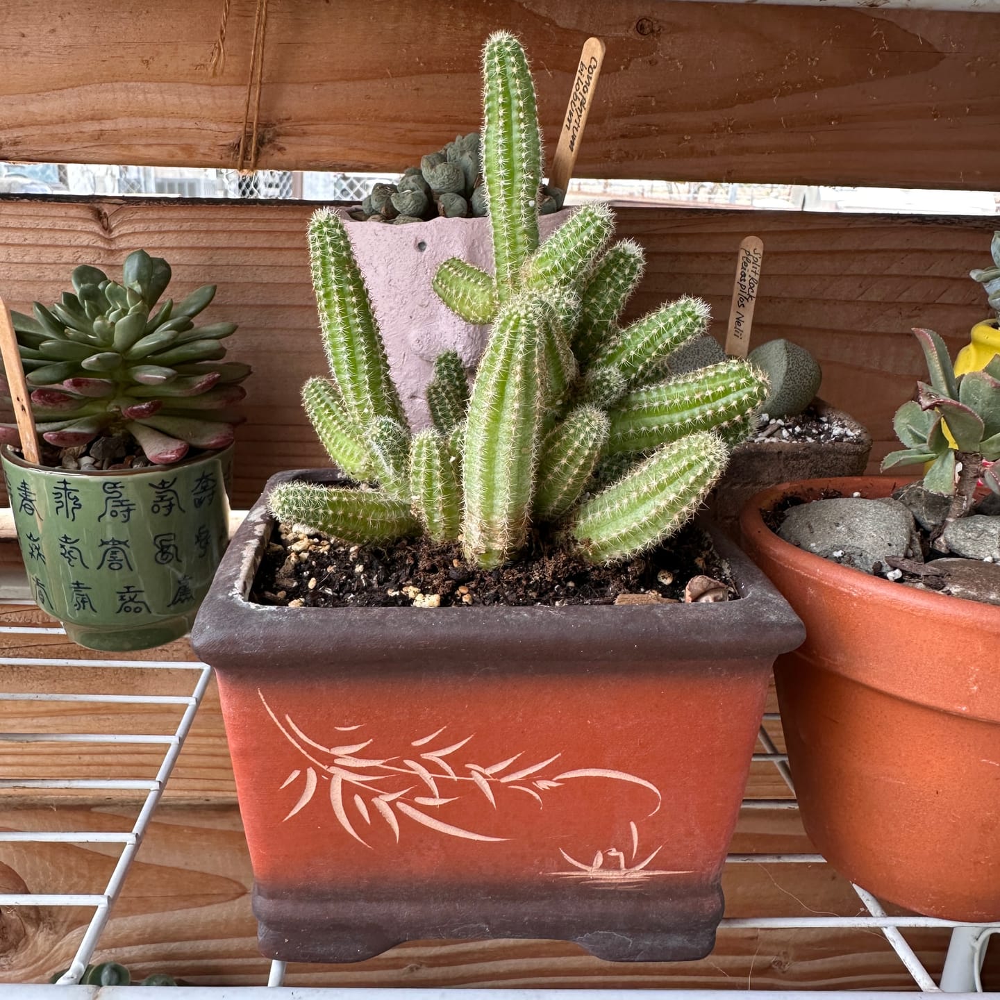 Customer photo review of Echinopsis Chamaecereus - Peanut Cactus