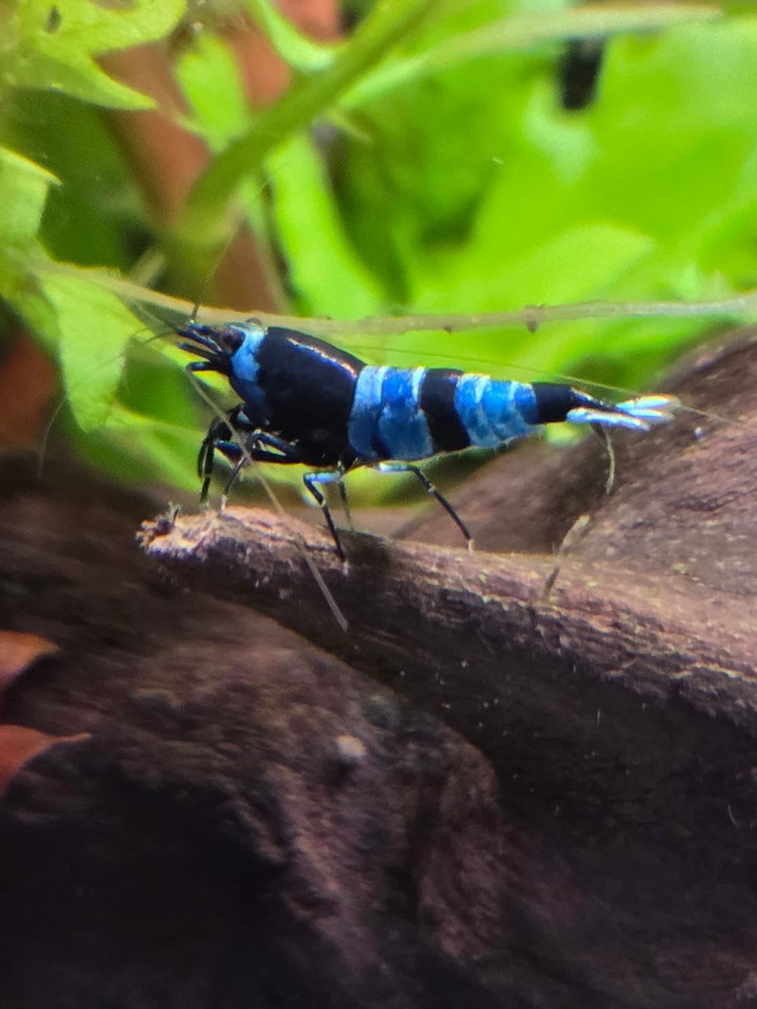 Customer photo review of Shadow Panda Shrimp