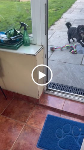 Customer video review of HiK9 Bed with Mulberry Canvas Cover