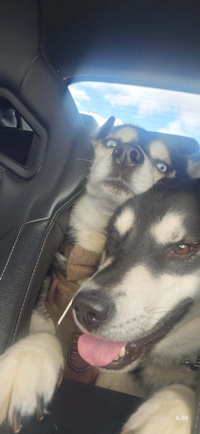 Customer photo review of Trail & Glow® Dog Harness Bundle Set - Oxford Tweed