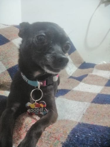 Customer photo review of Collar personalizado para Mascota: Lava