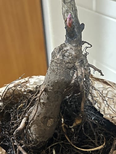 Customer photo review of White Star – Tree Peony – Paeonia suffruticosa