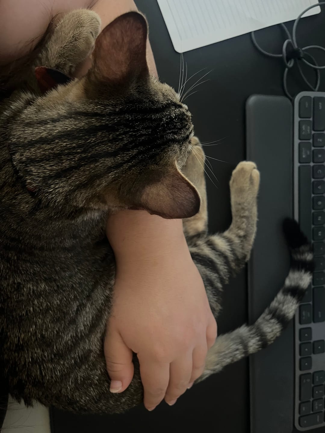 Customer photo review of Blueberry Cat Collar with Charm