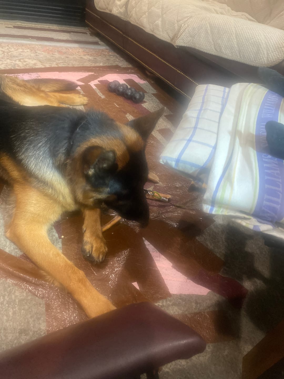 Customer photo review of 6 Inch Standard 31 Pack - Bully Sticks