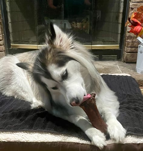 Customer photo review of Smoked Beef Marrow Bone