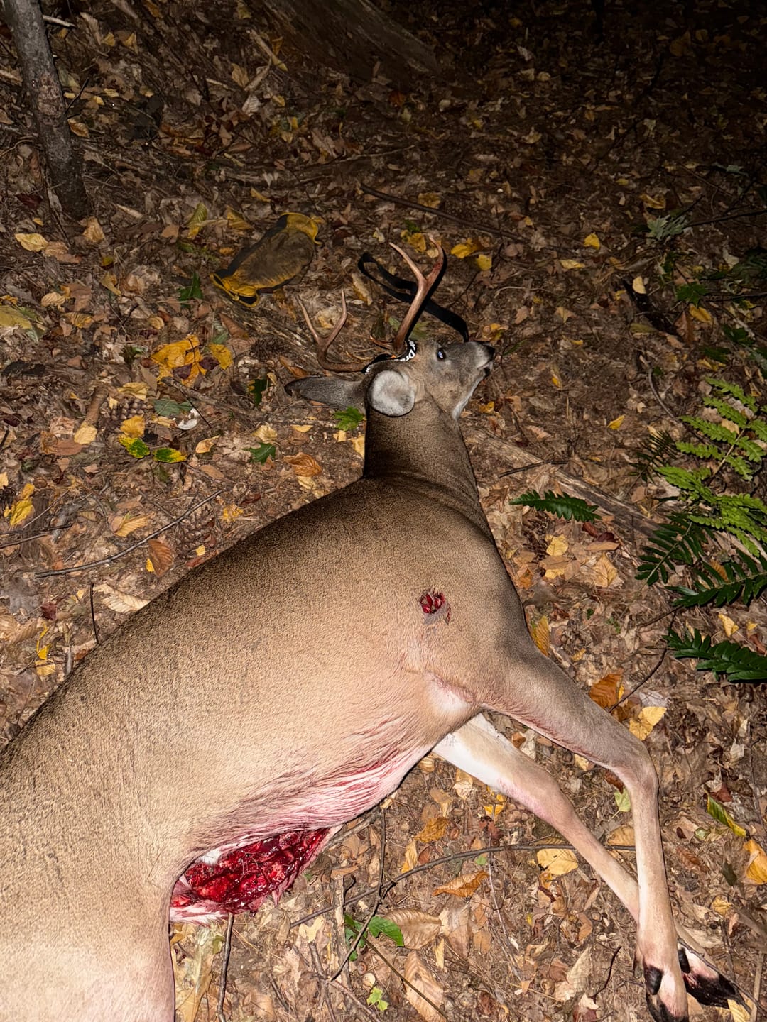 Customer photo review of Altus Whitetail Ultra Silent Hunting Suit Men's Water Resistant Hunting Clothes