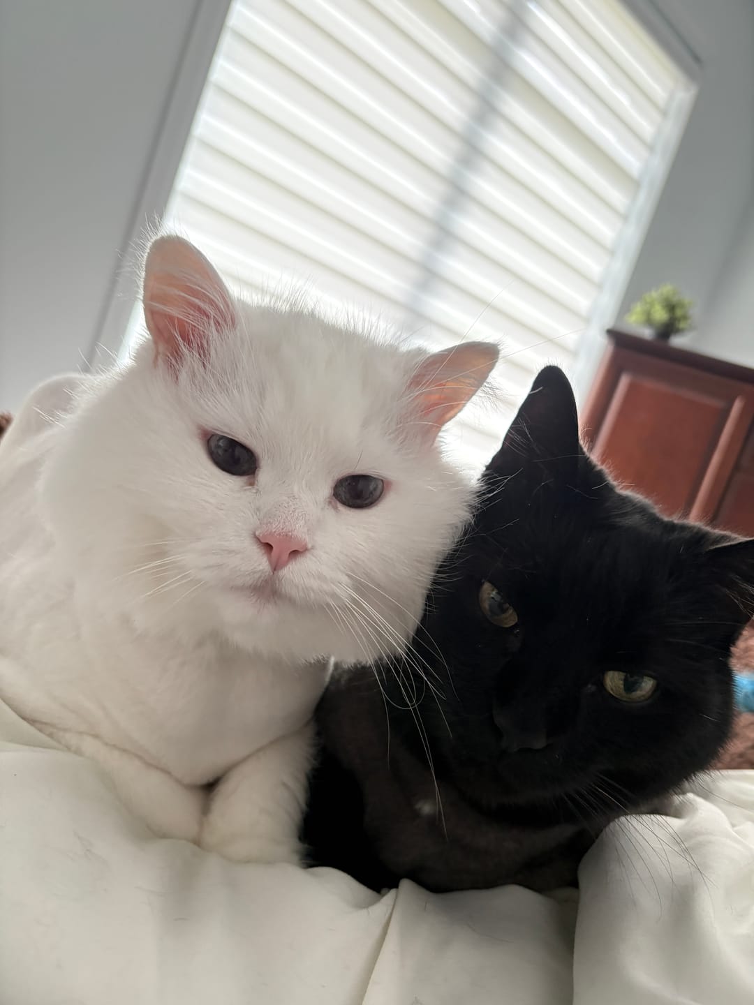 Customer photo review of ARTURO (Articulations) pour chiens et chats